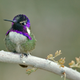 Photo credit: Alan D. Wilson - NaturesPicsOnline